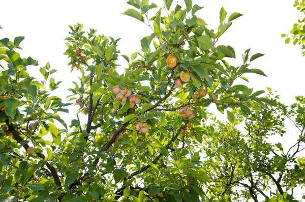 Plommon orchard. — Stockfoto