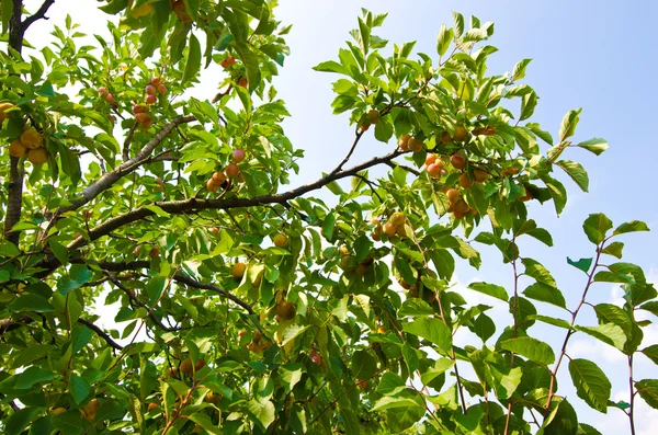 Plommon orchard. — Stockfoto