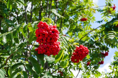 bir güzel yeşil ağaç dalı kırmızı yabani çilek dolu yakın çekim.