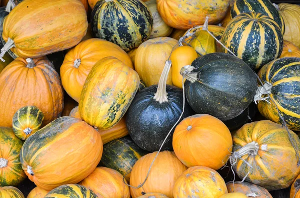 Big pile of different type of pumpkins. — Stock Photo, Image