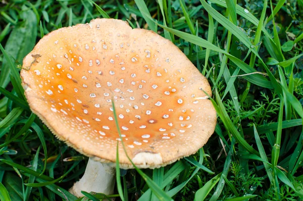 Poisonous mushroom on the ground in the grass. — Stock Photo, Image