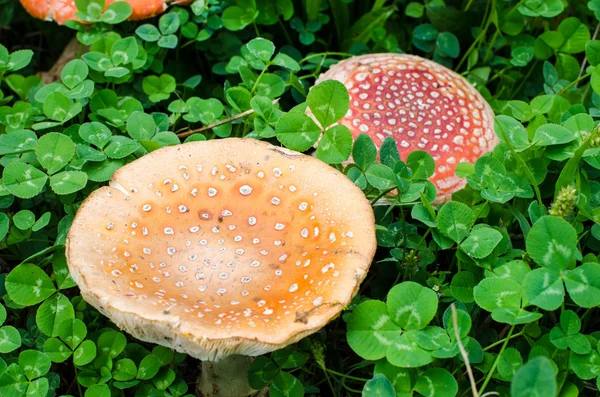 Many red poisonous mushrooms on the ground in the grass. — Stock Photo, Image