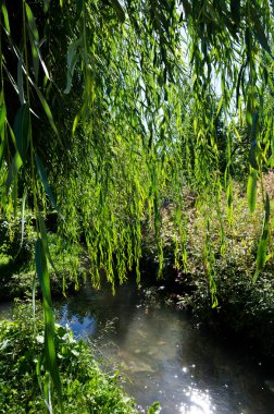 bir nehir kenarında söğüt ağacı ağlayan.