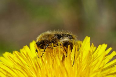 Makro Kafkas kabarık böcek Pygopleurus vulpes, Kuzey Kafkasya eteklerinde ilkbaharda sarı bir karahindiba çiçeği olan Taraxacum officinale 'de polen ve nektarla beslenir.                               