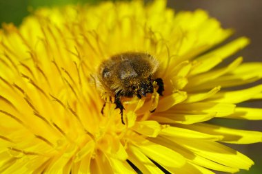 Kafkas böceği Pygopleurus vulpes, ilkbaharda Kuzey Kafkasya 'nın eteklerinde bulunan sarı karahindiba Taraxacum officinale ile polen ve nektarla beslenir.                               