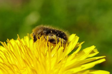  Makro Kafkas chanterelle böceği Pygopleurus vulpes, Kuzey Kafkasya eteklerinde ilkbaharda sarı karahindiba Taraxacum officinale 'de polen ve nektarla beslenir.                              