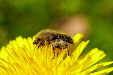 Yakın çekim kabarık tüylü böcek Pygopleurus vulpes, Kuzey Kafkasya 'nın eteklerinde bahar mevsiminde sarı bir karahindiba çiçeğinde polen ve nektarla beslenir.                               