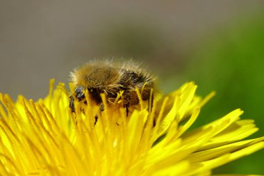  Kafkas böceği Pygopleurus vulpes, ilkbaharda Kuzey Kafkasya eteklerinde bulunan sarı karahindiba çiçeği Taraxacum officinale 'de polen ve nektarla beslenir.                              