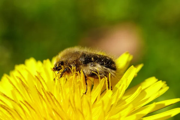 Gros Plan Dendroctone Duveteux Pygopleurus Vulpes Nourrit Pollen Nectar Dans — Photo