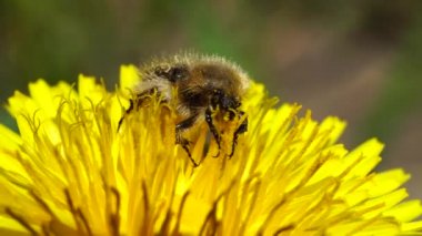 Kafkas chanterelle böceği Pygopleurus vulpes, Kuzey Kafkasya 'nın bahar eteklerinde bulunan sarı karahindiba çiçeği Taraxacum officinale ile polen ve nektarla beslenir. 