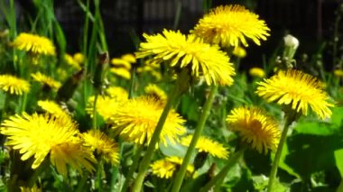 Büyük sarı çiçeklere yakın çekim: Taraxacum officinale hindibası Kuzey Kafkasya 'nın eteklerinde çimen olan yeşil bir çimenlikte