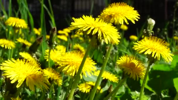 Close May Yellow Flowers Taraxacum Officinale Dandelion Green Lawn Grass — Stock Video