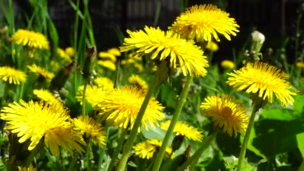 Närbild Stora Gula Blommor Taraxacum Officinale Maskros Grön Gräsmatta Med — Stockvideo