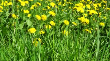Bahar karahindibası Taraxacum, Kuzey Kafkasya 'nın eteklerinde çimen olan yeşil çimlerde nikah memuru.
