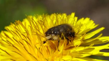 Bahar böceği Pygopleurus vulpes, ilkbaharda Kuzey Kafkasya 'nın eteklerinde bulunan sarı karahindiba çiçeği Taraxacum officinale ile polen ve nektarla beslenir.