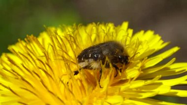 Bahar tüylü chanterelle böceği Pygopleurus vulpes, Kuzey Kafkasya 'nın eteklerinde bahar mevsiminde sarı karahindiba çiçeği Taraxacum officinale ile polen ve nektarla beslenir.