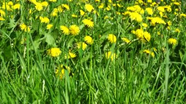 Kuzey Kafkasya 'nın eteklerinde çimen olan yeşil çimenli Taraxacum officinale İlkbahar Kafkasya karahindiba 