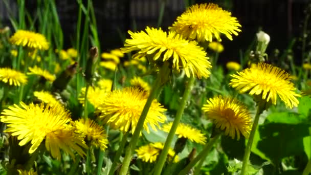 黄色の花のクローズアップ北コーカサスの麓に草のある緑の芝生の上にタラクサムの役人 — ストック動画