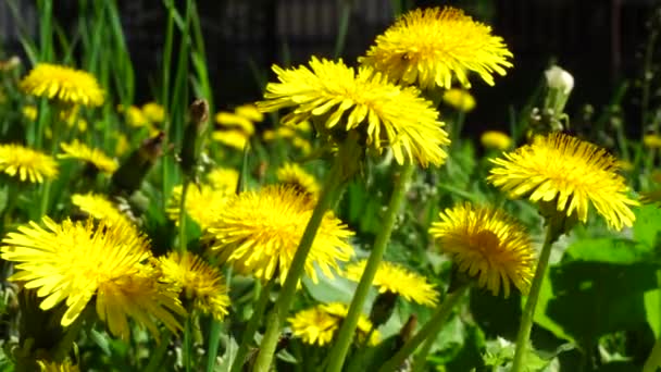 Detailní Záběr Žluté Květy Pampeliška Taraxacum Officinale Zeleném Trávníku Trávou — Stock video