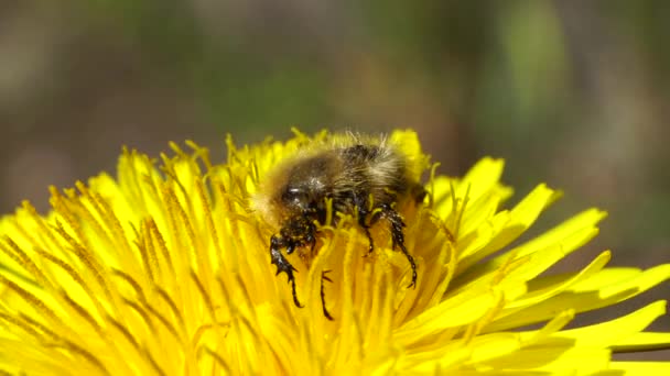 今年春天 在北高加索地区的山麓 一只毛茸茸的长舌甲虫以黄色蒲公英花蜜和花粉为食 — 图库视频影像