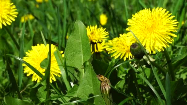 Primer Plano Planta Taraxacum Officinale Con Flores Brotes Amarillos Césped — Vídeos de Stock