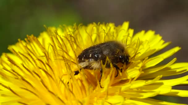 Våren Kantarell Skalbagge Pygopleurus Vulpes Gul Blomma Maskros Taraxacum Officinale — Stockvideo