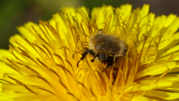 Pygopleurus Vulpes Nourrit Pollen Nectar Sur Une Fleur Pissenlit Jaune — Video