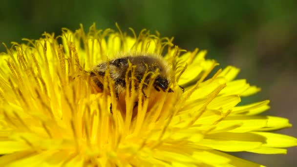 マクロ ビートル ピゴプレルスは 春に北コーカサスの丘陵地帯にある黄色のタンポポの花タラクサムの花に花粉や蜜を与えます — ストック動画