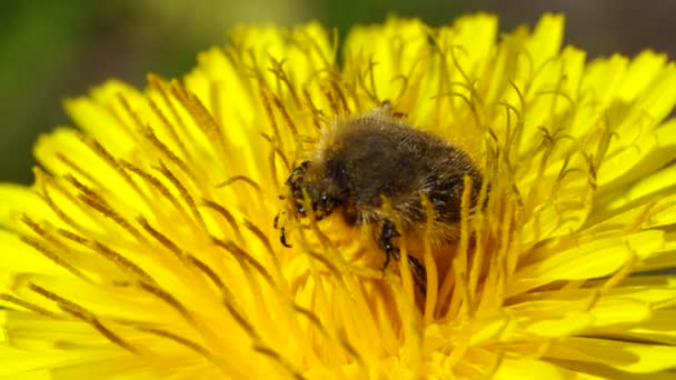 Macro Shaggy Chanterelle Beetle Pygopleurus Vulpes Feeds Pollen Nectar Yellow — Stock Video