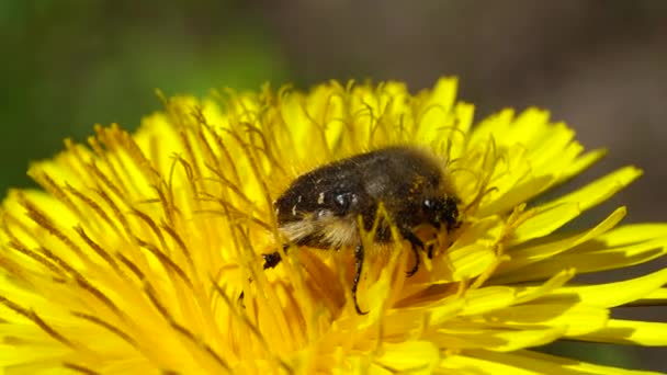 Spring Beetle Pygopleurus Vulpes Feeds Pollen Nectar Yellow Dandelion Flower — Stock Video
