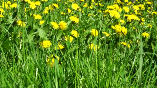春のコーカサスのタンポポ北コーカサスの麓に草のある緑の芝生の上にあるTaraxacumの役人 — ストック動画