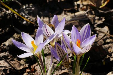  Mart ayında Kuzey Kafkasya 'nın eteklerindeki bir çayırda beyaz-mor çiçekli bahar beyaz-mor renginde Crocus safranı.                               