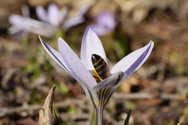 今年3月 在北高加索地区山麓的一片草地上 对春天的白紫色玫瑰 藏红花和蜜蜂的特写 — 图库照片