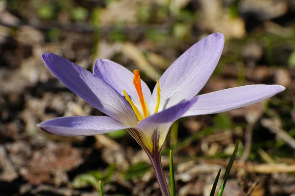 Marsch Vacker Blommar Blommar Blomma Kaukasier Glatt Närbild Färg Färgglada — Stockfoto