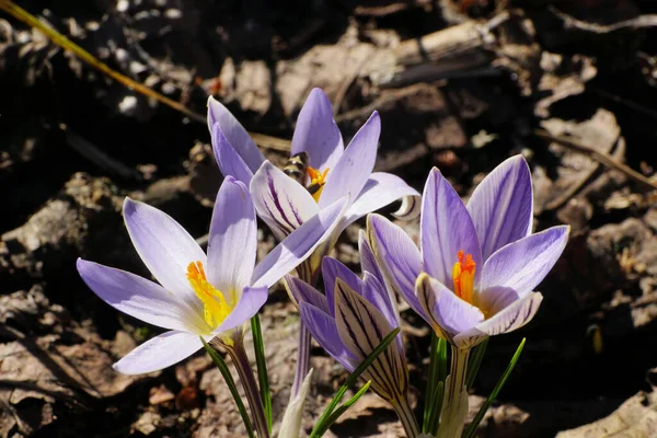 在北高加索地区的山麓生长着一株开着白紫色花朵和蜜蜂的春番红花植物的特写 — 图库照片