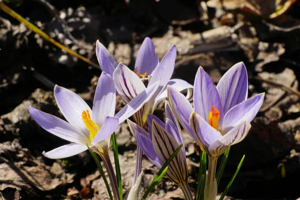 在北高加索山麓生长着一株有白紫色花朵的春季番红花植物的特写 — 图库照片