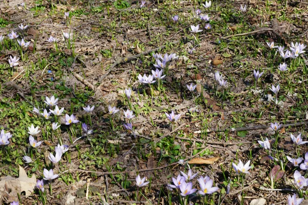 在北高加索山脚下的草地上生长着白紫色花朵的高加索春植物番红花 — 图库照片
