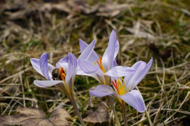 Kuzey Kafkasya 'nın eteklerindeki çayırlarda beyaz mor renkli safran çiçeği ve Apis mellifera arısı.                                