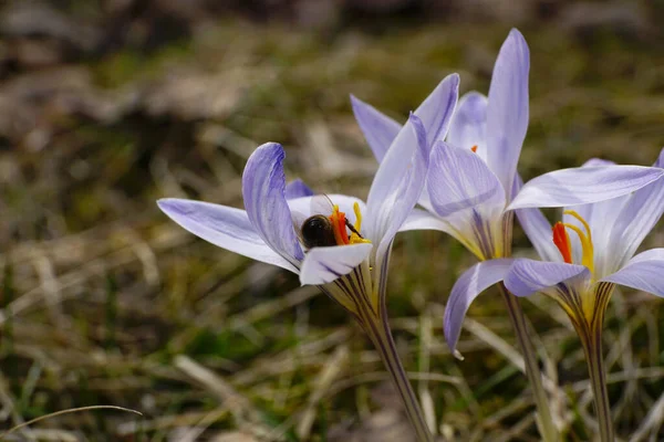 Detailní Záběr Jarní Šafránové Rostliny Krokus Sativus Bílo Fialovými Květy — Stock fotografie