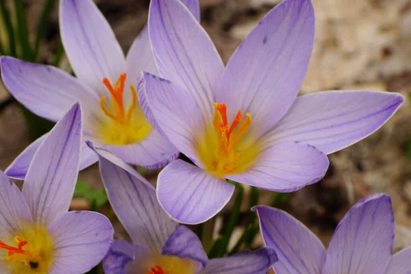 Primer Plano Una Flor Azafrán Crocus Sativus Rosa Púrpura Primaveral —  Fotos de Stock