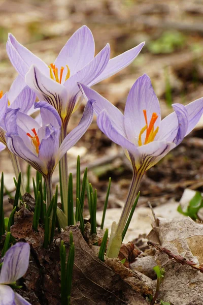 Close-up of Caucasian spring saffron Crocus sativus with pink-purple flowers in March on a clearing in the foothills of the North Caucasus