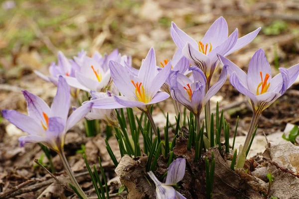 Close-up of Caucasian spring saffron Crocus sativus with pink-purple flowers in March on a clearing in the foothills of the North Caucasus
