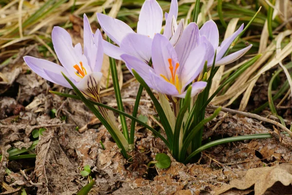 今年3月 在北高加索丘陵地带的一片空地上 一只粉色紫色的番红花的特写 — 图库照片
