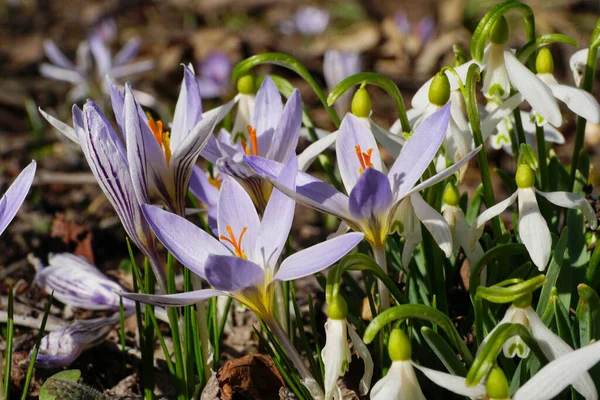 Primer Plano Primavera Caucásica Blanco Púrpura Crocus Sativus Nevada Blanca —  Fotos de Stock