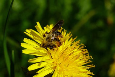 Kuzey Kafkasya 'nın eteklerindeki bir çayırda sarı bir karahindiba çiçeğinin içindeki tüylü yabani arıya yakın çekim                                