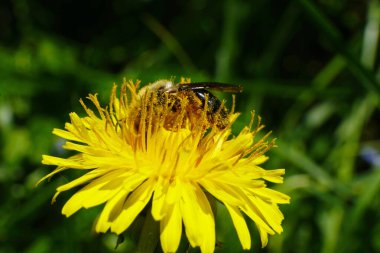 Kuzey Kafkasya 'nın eteklerindeki bir çayırda sarı bir karahindiba çiçeğinin içindeki tüylü yabani arı makroskobu.                               