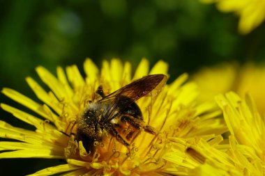  Kuzey Kafkasya 'nın eteklerindeki bir çayırda sarı bir karahindiba çiçeğinin içindeki Kafkas arısına yakın plan.                               