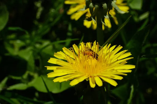 Nahaufnahme Einer Kleinen Kaukasischen Flauschigen Wildbiene Einer Gelben Löwenzahnblüte Auf — Stockfoto