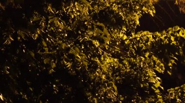 Tilia ıhlamur ağacı Kuzey Kafkasya 'nın eteklerindeki sarı bir fenerin ışığında bahar yağmurunun altında.