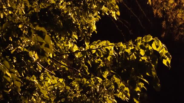 Tilia Linden Ramifie Sous Pluie Nocturne Lumière Une Lanterne Jaune — Video